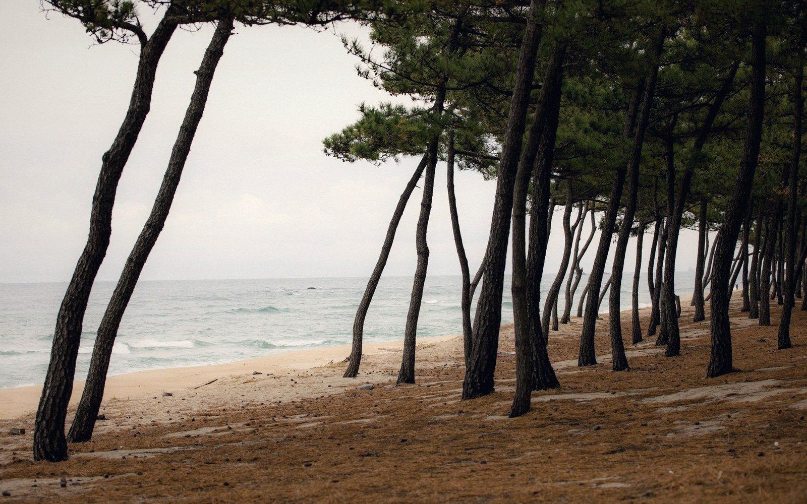 Rows of leaning pine trunks line a sandy beach beside calm ocean waves