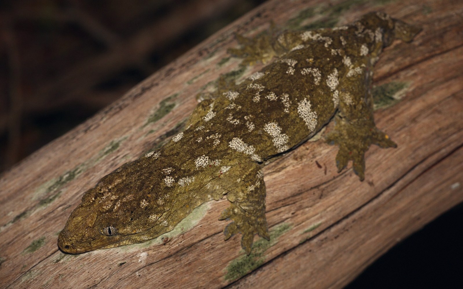 Mottled leachie gecko camouflaged against textured bark on a tree trunk