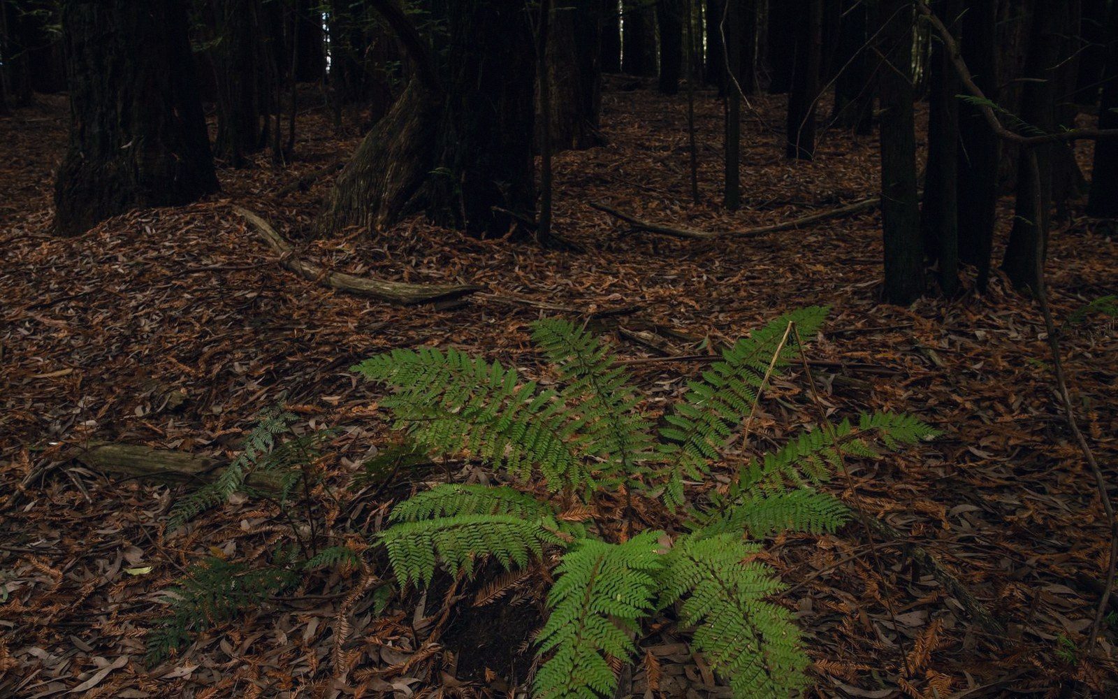 A green fern stands out against a dark forest floor covered in fallen leaves