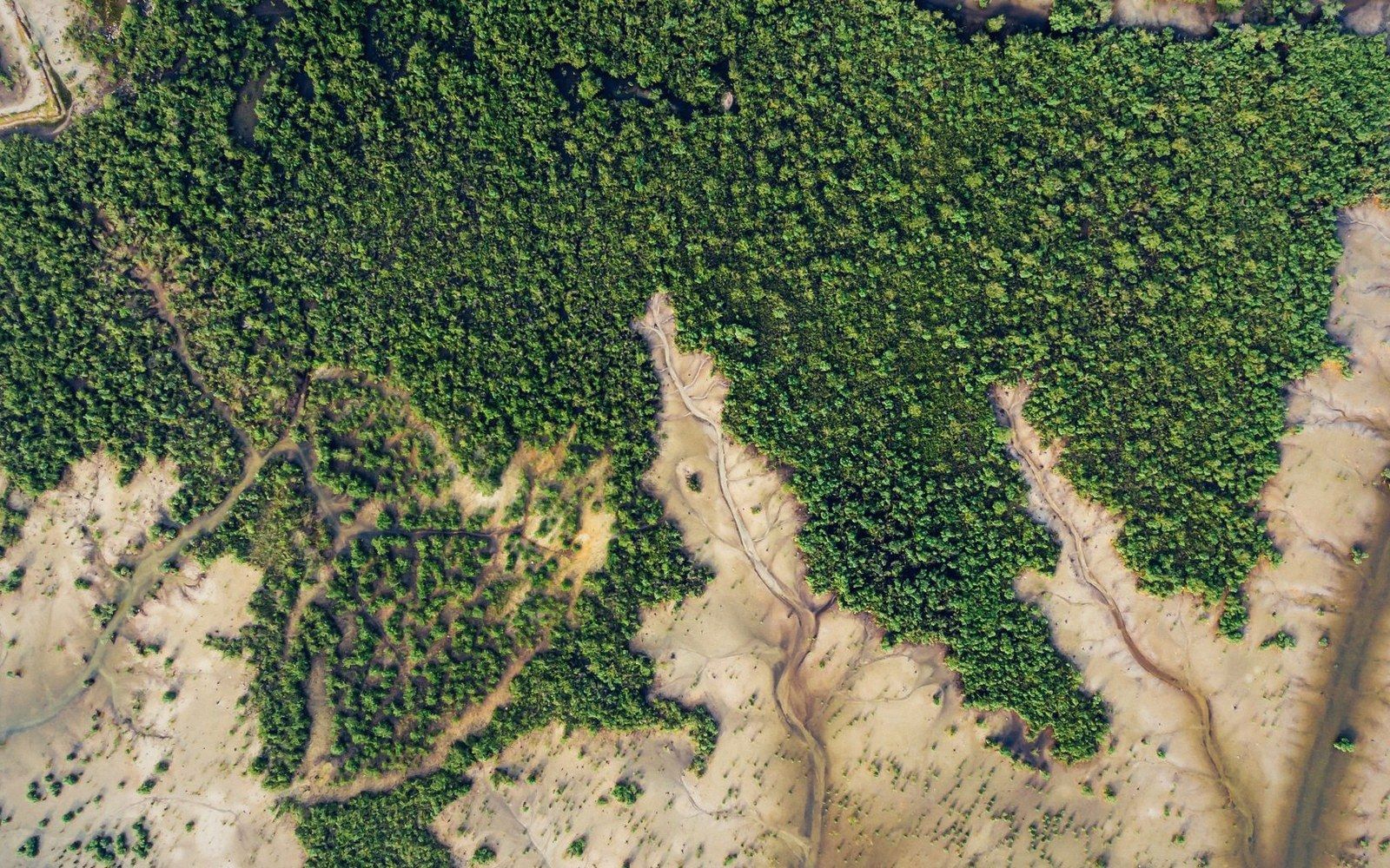 Aerial view of mangrove forest cut by winding tidal channels through bare sand flats