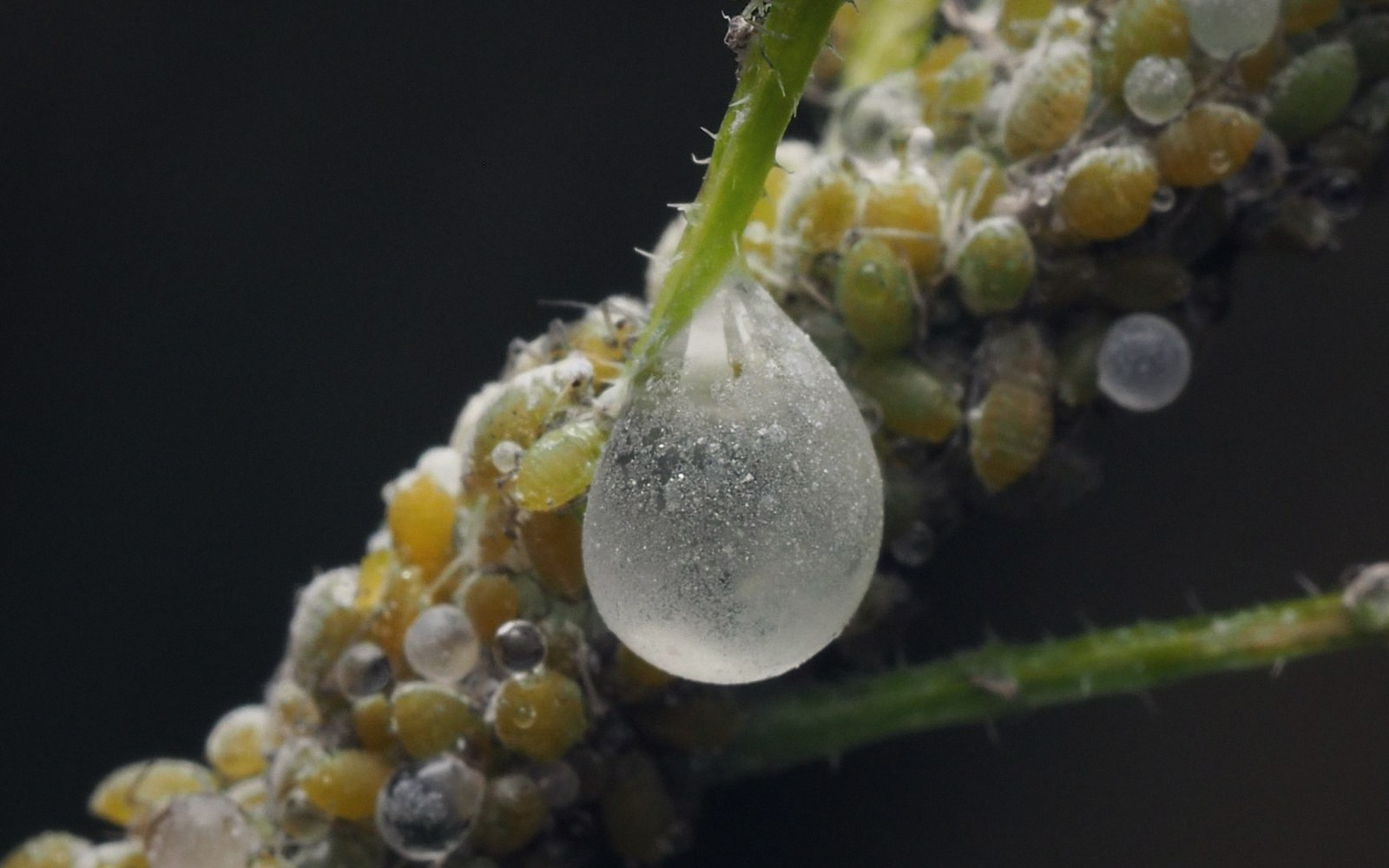 Cluster of aphids on a stem with a large droplet of clear plant sap