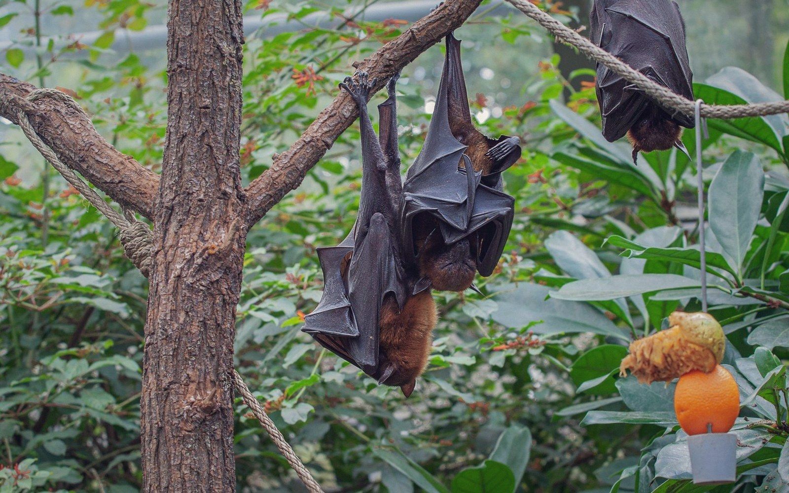 Two flying foxes hang wrapped in their wings from a branch near fruit feeders