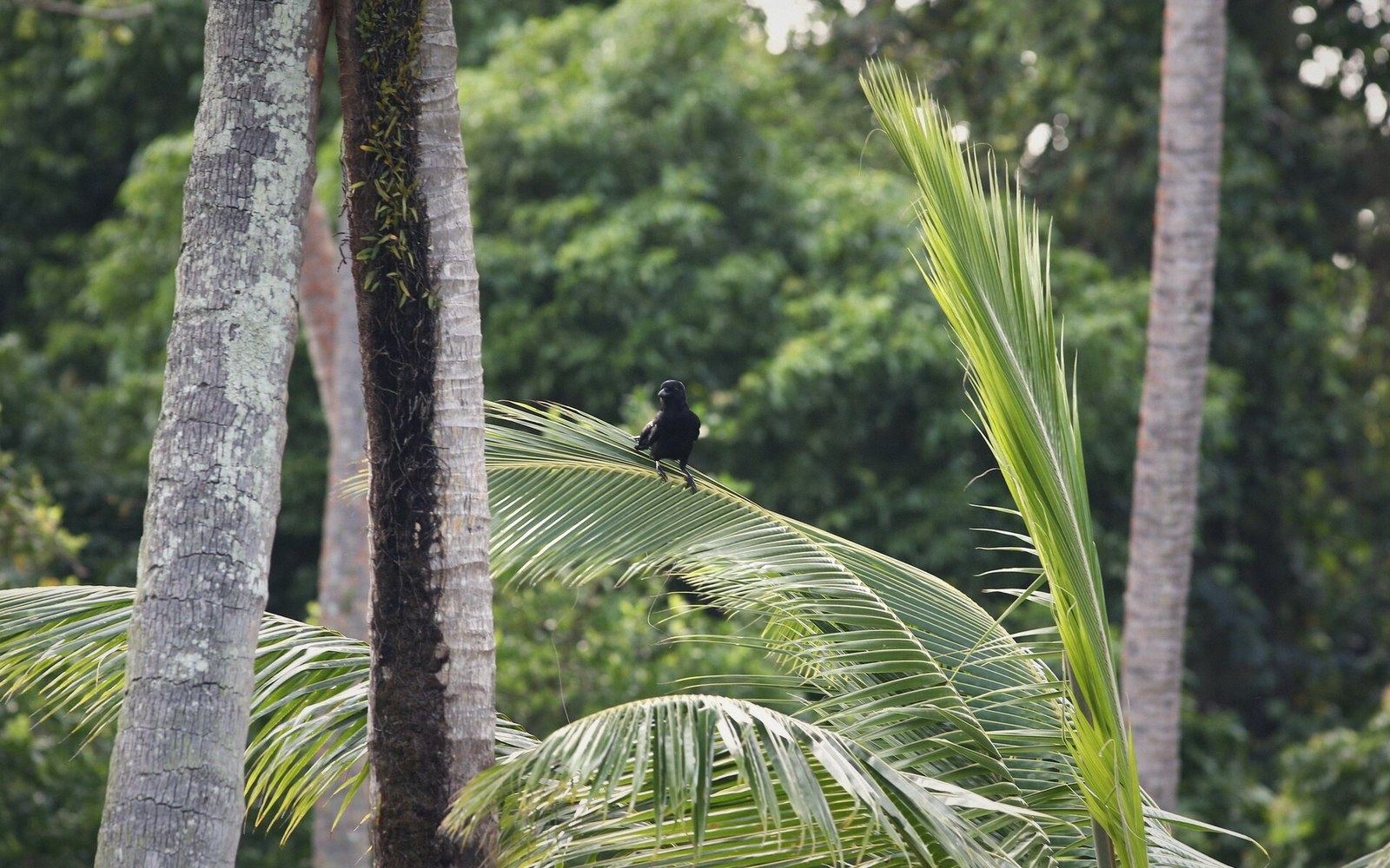 The tool-making crow
