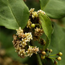 Amborellaceae