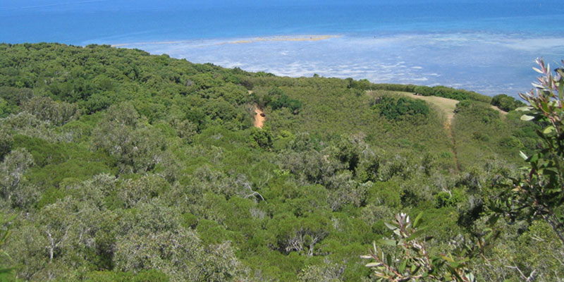 Dry Sclerophyllous Forests