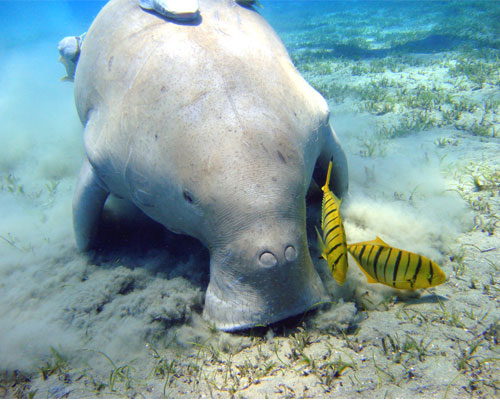 Dugong