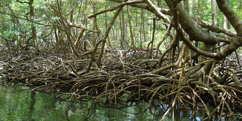 Halophytic Mangrove Vegetation