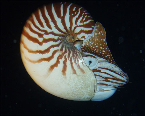 Nautilus macromphalus