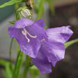 Papracrypyiaceae