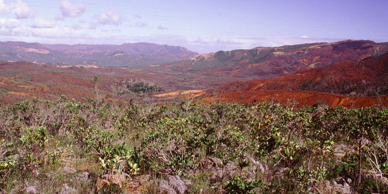 Shrubland Maquis