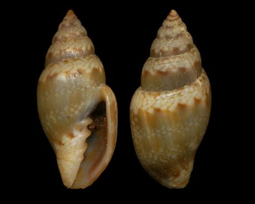 Volutomitridae