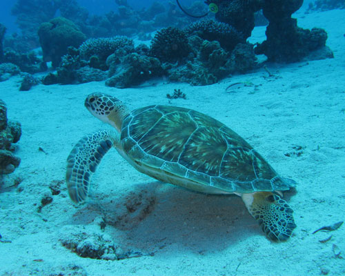 green sea turtle